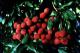 Top 10 Sustainable Fruits